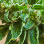 PhenoPen CBD – мнения – форум – отзиви – коментари – бг мама