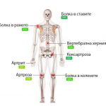 Hondrox – състав